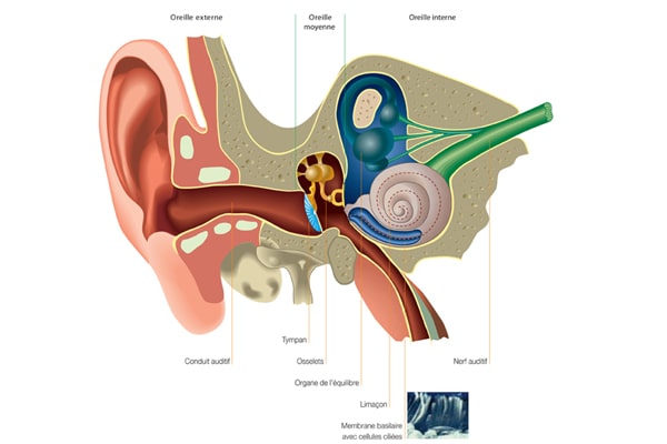 Anatomie de l'oreille